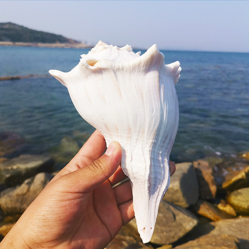 Natural Great Sea Snail Shells Levos Sea Snail Guanyin screw Large Sacrifice Buddha Rare Specimen Fish Tank