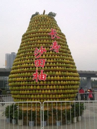 长寿沙田柚血脐
