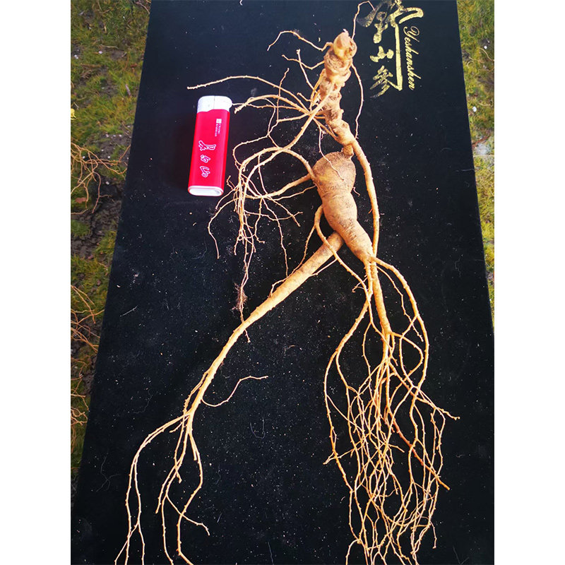 Fresh lin Next for 15 years Jilin Terrafic ginseng Lower wild Mountain Ginseng Soak in Wine Saucepan Soup