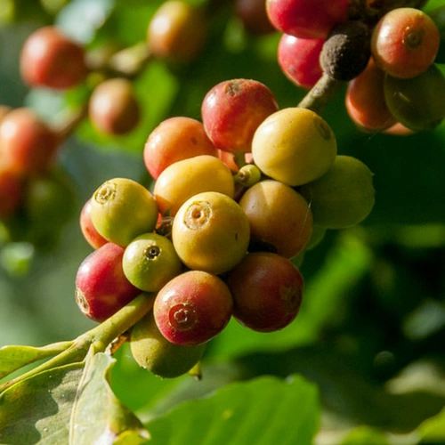 [Подается распроданный] Peets Peets Ethiopia Jegar Snow Califite Coffee Bean 250g