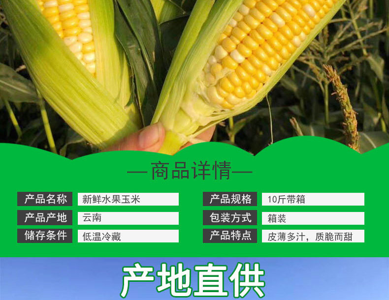 如花似月 云南新鲜水果玉米 10斤 图2