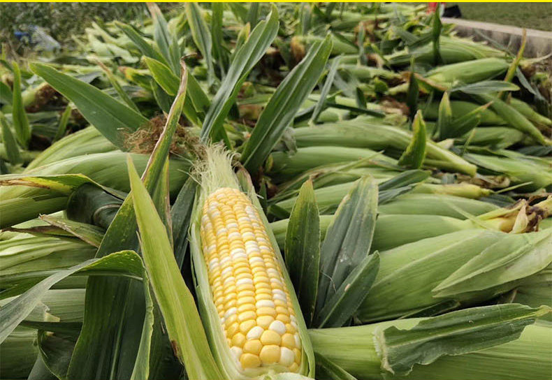 如花似月 云南新鲜水果玉米 10斤 图6