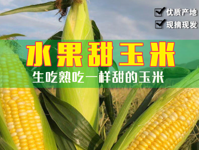 如花似月 云南新鲜水果玉米 10斤 图1