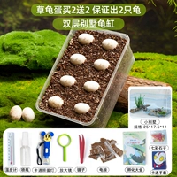 [Вилла «Маленькая черепаха»] Купите 2 черепашьих яйца, получите 2 бесплатно, 2 черепахи гарантированы, 2 черепахи гарантированы