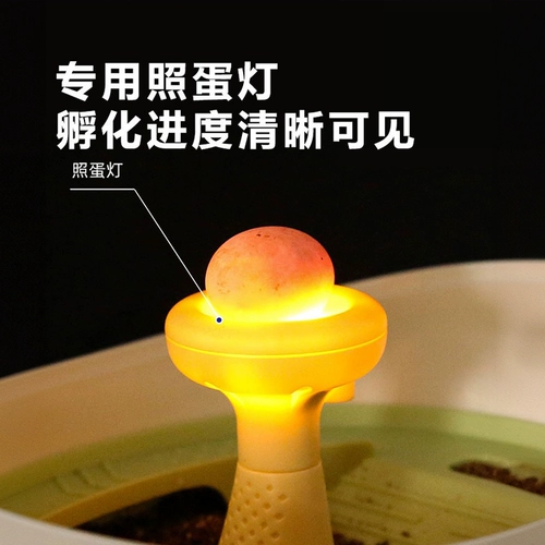 Фавориты плюс покупка и лимит подарочной инкубационной кабины черепах в одиночку, чтобы разместить заказы в одиночку