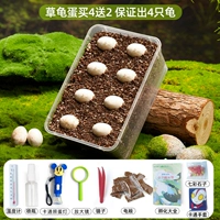 Купите 4 черепашьих яйца, получите 2 бесплатно, 4 черепахи гарантировано, 4 черепахи гарантированы.