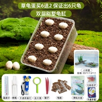 [Вилла «Маленькая черепаха»] Купите 6 черепашьих яиц, получите 2 бесплатно, гарантированно получите 6 черепах, гарантированно получите 6 черепах