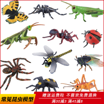 Simulation insect toy Dragonfly model spider cricket Ant cicada mosquito children Science and Education cognitive gift set