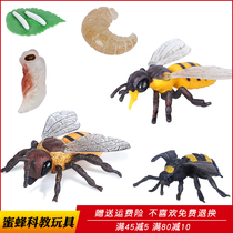 Simulation insect bee toy animal model Killer Bee wasp wasp plastic Children Science and Education cognitive gift