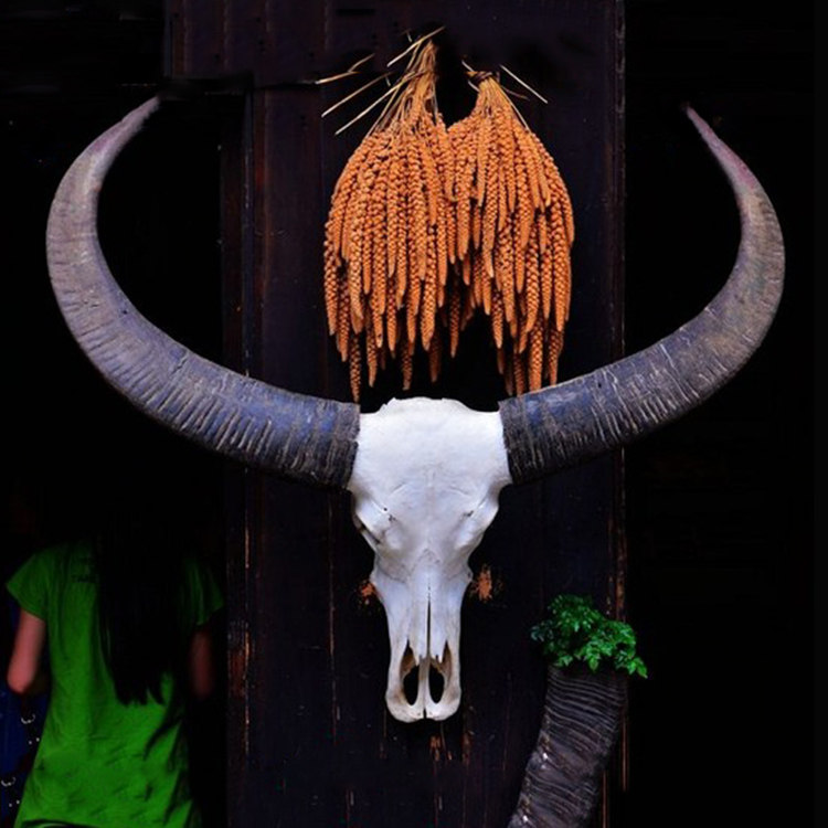 Yunnan Wa large buffalo skull handicraft bar pendant wall decoration real bull head specimen hanging wall hanging