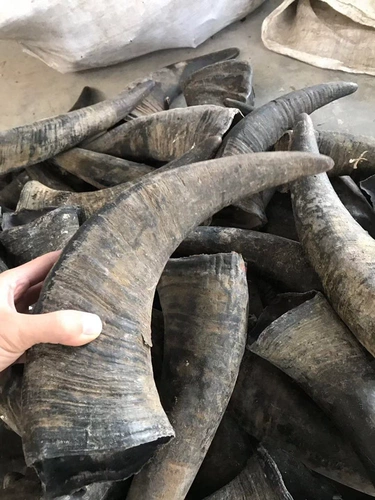 Yunnan Natural Bull Horn Horn Blackwater Blackwater Bull Horn Medicine Medicine Wine Fail