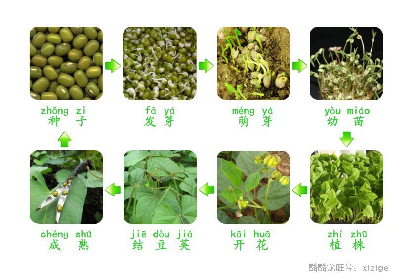幼儿园玩具safariltd正品植物生长 生命 过程模型玩偶特价包邮 幼儿园玩具safariltd正品植物生长 生命 过程模型玩偶特价包邮