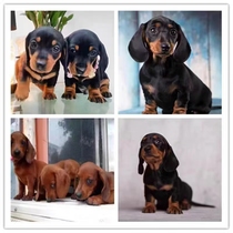 Sausage Dog Juvenile Dog Short Fur Miniature Dog Sausage Dog Pure Breeds Iron Clad Gold Double Pedigi Sausage SAUSAGE PET DOG