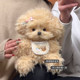 Handmade DIY Material Kit Creative Plush Fluffy Curly-Haired Dog Recording Doll Birthday Gift for Girls