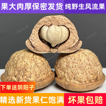 Wind flowing fruit Big fruit 500g wild dry Guangxi terfic male bubble wine material magu laminated thick squalite stone fruit