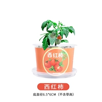 Арбуз красный маленький горшечный растение-томат