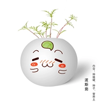 Персидская хризантема-1 коробка застенчивых растений в горшках