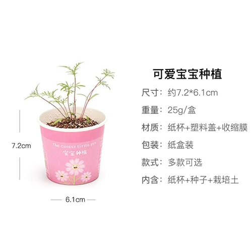 Творческий мини -горшечный офис Небольшой растение посадка на рабочем столе детской детский ролик