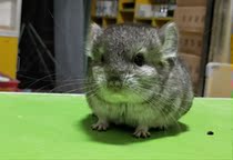 Net celebrity Rare pet Chinchilla live animal house Small cub Chinchilla live standard gray vaccinated Domestic