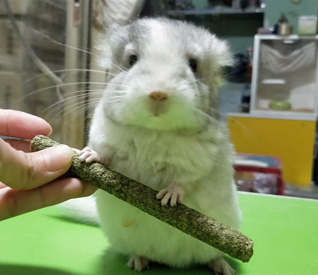 Net Red Pet Dragon Cat Living Things House Small Cub Plush Toy Silver Spot Pink White Beige Beige Living Home Raising