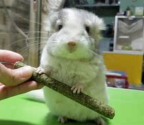 Net celebrity PET Chinchilla live animal house Small cub plush toy Silver spot powder white rice standard gray live domestic