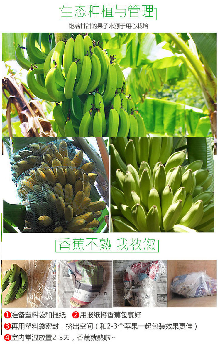 鑫果娃果业 云南河口高山新鲜香蕉 高脚遁地雷 10斤 净重9斤 双重优惠折后￥22.8包邮（拍2件）