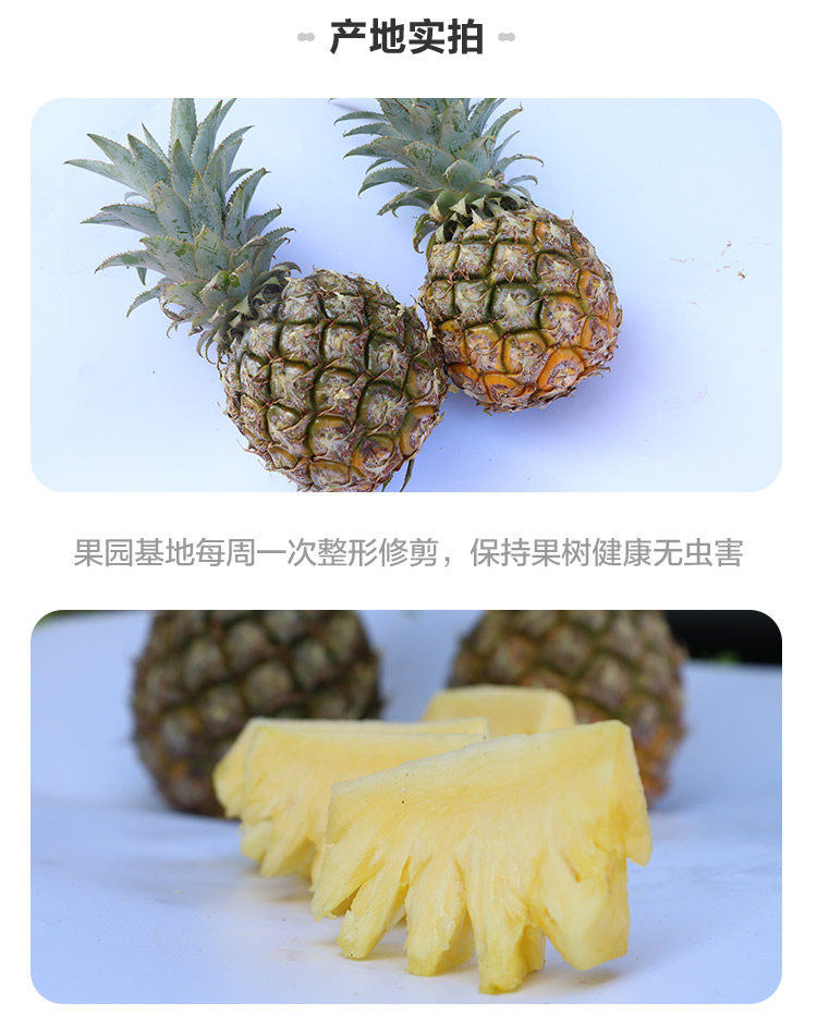 鑫果娃果业 云南香水小菠萝 净重9斤 双重优惠折后￥18.6包邮