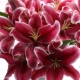 Kavana Lily 20 Flutters +импорт свежего агента