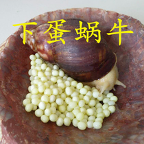 Lower Egg White Jade Snail Produce Egg Giant Pet Snail Egg Hatching Size Snail Suit Students Experimental Science Upbringing