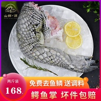 (Gather family members)Fresh crocodile palm crocodile meat Siamese crocodile water is now killing soup ingredients Crocodile palm leg meat