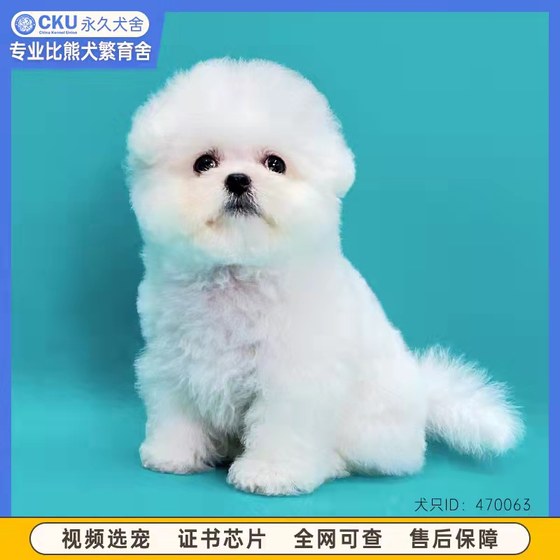 Bichon Frize puppies purebred double blood non-shedding flying ear Korean small teacup not smelly family pet live dog