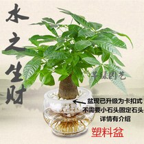 Fortune tree stump potted small tree head Indoor green plant office desk hydroponic large water-raised plant easy to raise