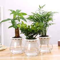 Hydroponic fortune tree Rich bamboo Gardenia Green dill flower potted plants with flowers Four seasons flowering desktop potted plants