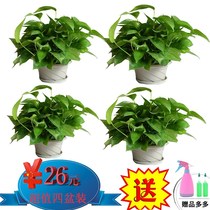 Large leaf long vine green radish potted indoor formaldehyde removal green plants purify the air Hydroponic plants Flower chlorophyll green basket