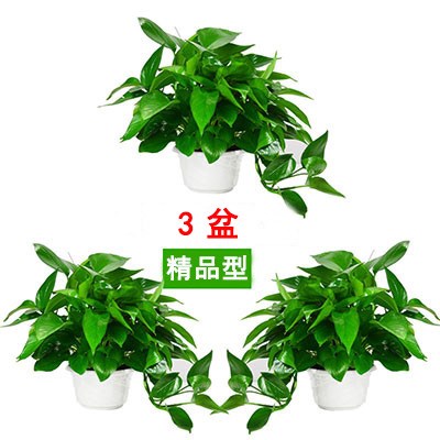 Golden Ge potted flowers Indoor hydroponic plants Green flowers Living room long vine formaldehyde-absorbing leaves purify the air