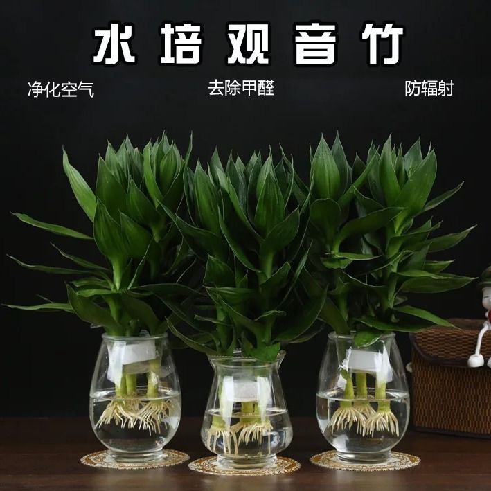 Guanyin Bamboo Fugui Bamboo Hydroponic glass vase Hydroponic Lotus potted plants Indoor living room green plant flowers four seasons