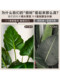 Simulated Tropical Green Plant Monstera Artificial Tree Bionic Plant Indoor Living Room Large Landscaping Floor-Standing Ornament in Antique Style