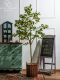 Nordic ins Style Artificial Lemon Tree Fake Tree Green Plant Potted Decoration for Living Room, Window Display, Clothing Store Plant Ornament