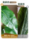 Extra-Large Artificial Banana Tree Plant for Living Room, High-End Bionic Green Plant, Fake Tree for Indoor Landscaping Decoration, Floor-Standing Ornament