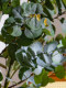 Sen Yicheng Artificial Gray-White Eucalyptus Green Plant Fake Tree Potted Plant Indoor Living Room Shop Window Decoration Ornament