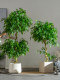 Artificial Green Plant Climbing Banyan Tree Fake Tree Happiness Tree Artificial Plant Living Room Interior Decoration Artificial Tree Floor-Standing Ornament
