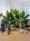 Artificial Green Plants Indoor Potted Calla Lilies, Artificial Plants, Fake Trees, Living Room Floor-Standing Sofa Corner Decoration