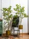 Nordic ins Style Artificial Lemon Tree Fake Tree Green Plant Potted Decoration for Living Room, Window Display, Clothing Store Plant Ornament