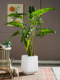 2026 new product Salian Alocasia large simulated artificial tree decoration green plant bionic plant indoor living room landscaping ornaments