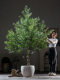 Simulated Green Plant Olive Tree Artificial Tree Large Indoor Living Room Hotel Lobby Floor-Standing Potted Plant Artificial Plant Landscaping