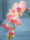 High-End Artificial Phalaenopsis Orchid Flower Arrangement Potted Plant Fake Flowers for Living Room Coffee Table Dining Table Decoration Ornaments