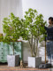 High-End Artificial Tree Japanese Bellflower and Horse-Dranker Tree Green Plant Potted Plant Artificial Tree Indoor Living Room Decoration Ornament