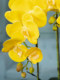 High-End Artificial Phalaenopsis Orchid Flower Arrangement Potted Plant Fake Flowers for Living Room Coffee Table Dining Table Decoration Ornaments