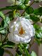 High-End Rose Camellia Floor-Standing Decorative Flowers, Simulated High-End Living Room Plastic Fake Flowers, Fake Trees and Green Plants