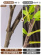 Simulated Green Plants, Artificial Flower Trees, Island Spring Flowers, Bionic Plants, Indoor Living Room Floor-Standing Ornaments, Potted Plants, Window Landscaping